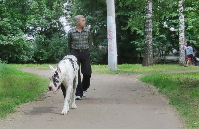 Выгул собак в парке