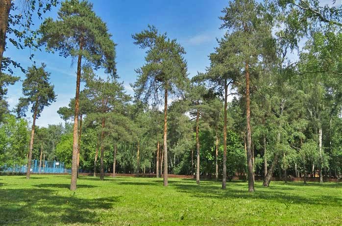 сосны в Черкизовском парке