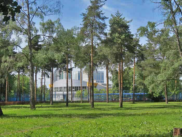 деревья в Черкизовском парке