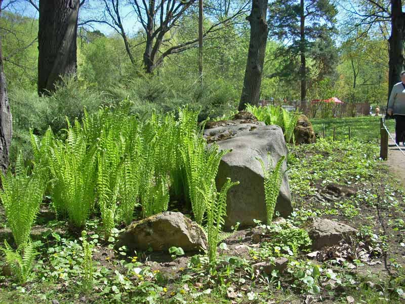 камни и папоротник