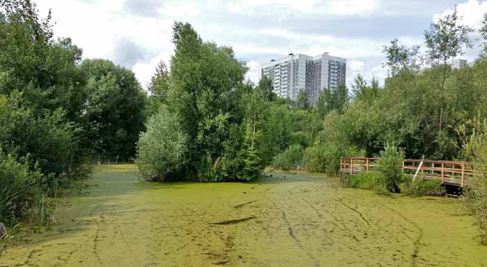 заросший пруд