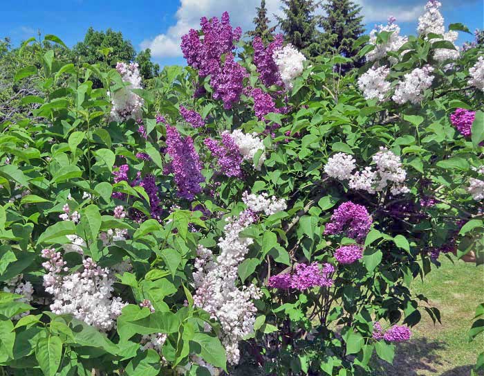 кусты сирени
