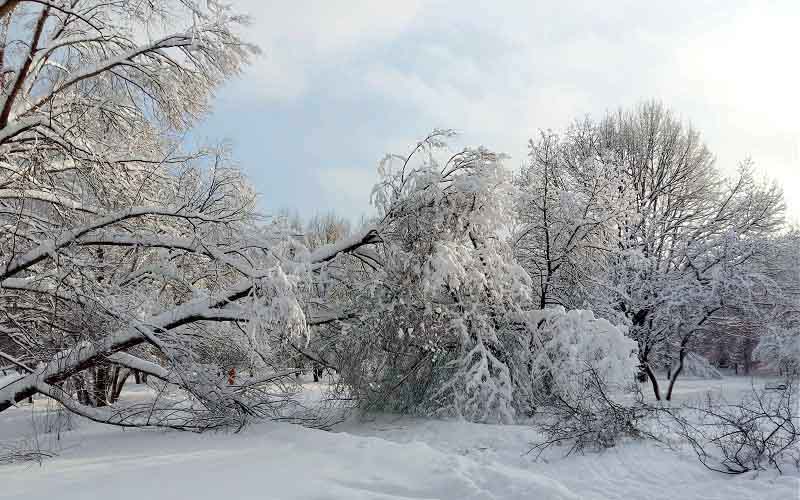 поваленное дерево